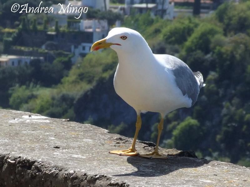 Ischia (44).jpg